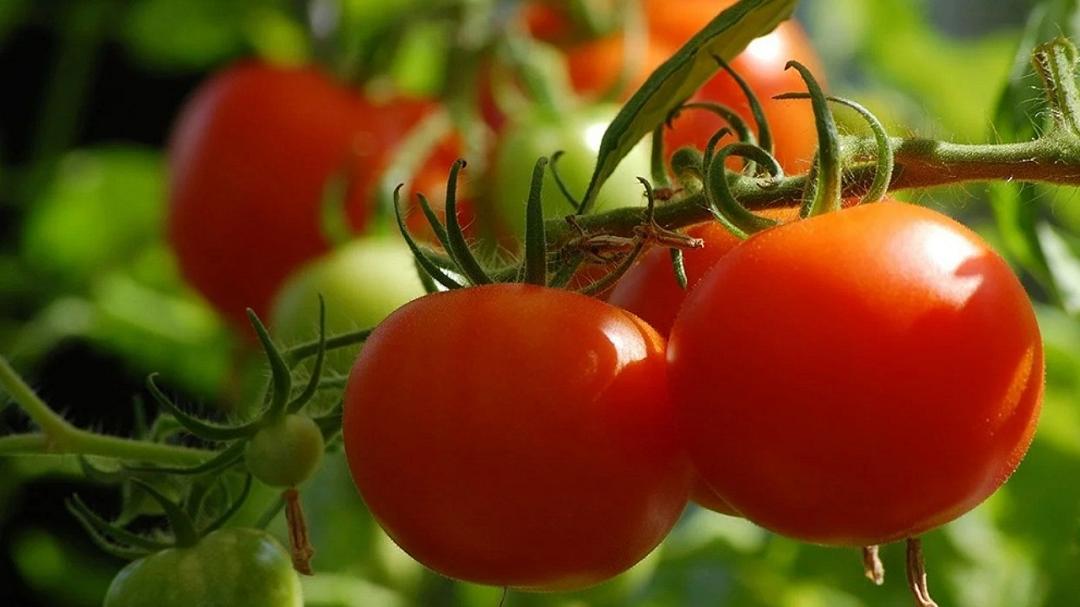 Svelate nuove possibilità per la coltivazione del pomodoro