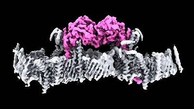 Morbo di Parkinson: nuove scoperte su un mistero decennale