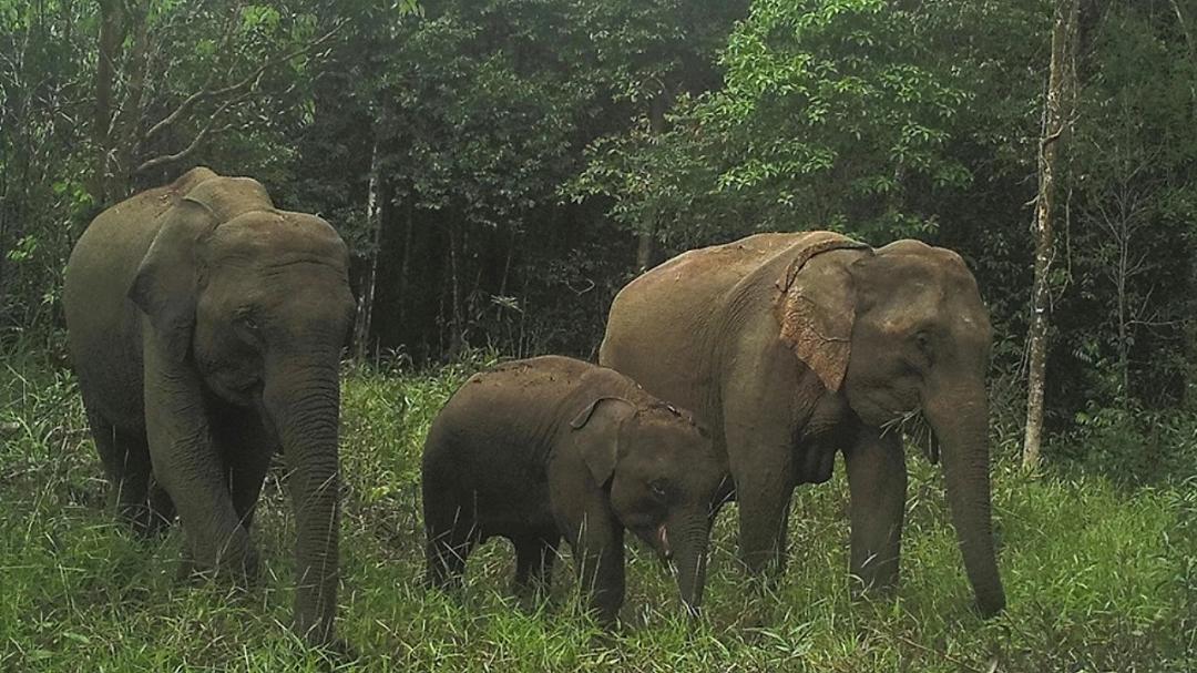 Elefanti asiatici: una storia di rinascita in Cambogia