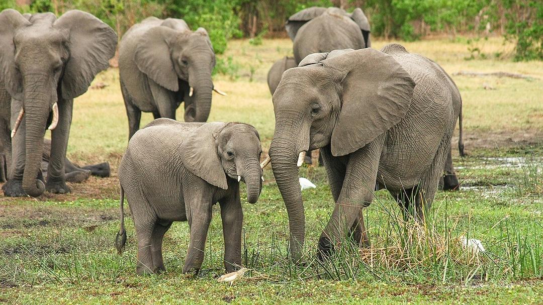 Svelata la verità sugli animali di grandi dimensioni e sul cancro