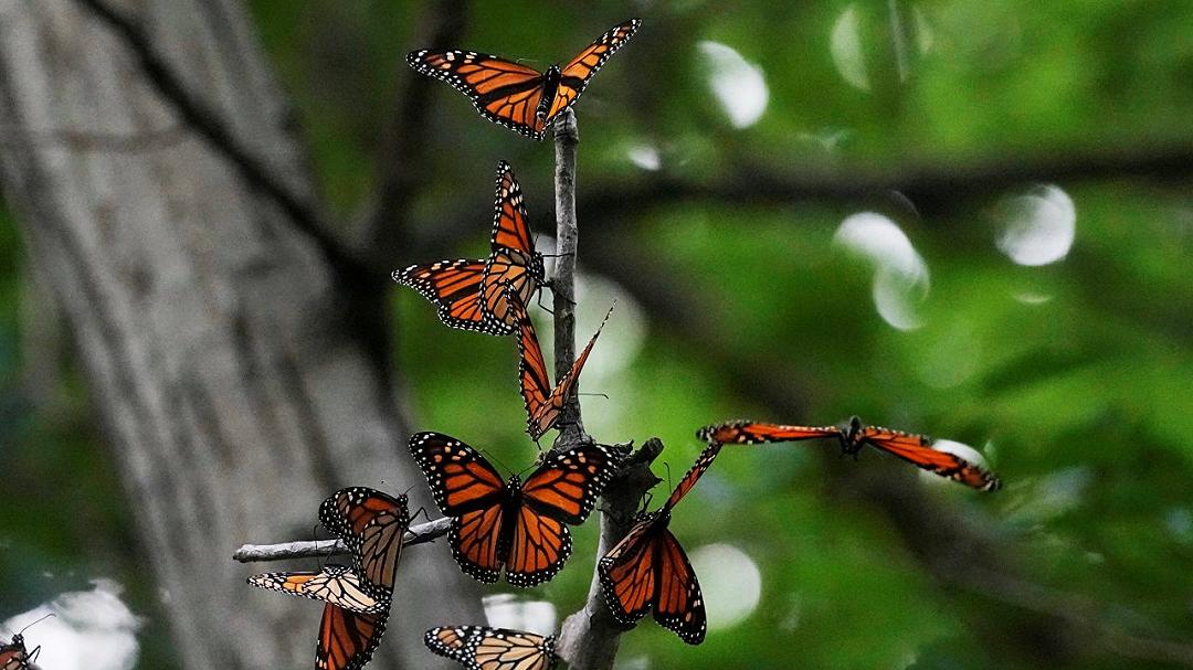 Le sfide delle farfalle monarca: una storia di resilienza e conservazione