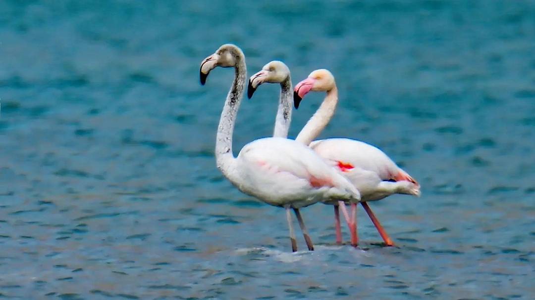 I fenicotteri trovano riparo nel bacino del lago di Van