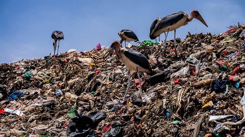 microplastiche nei polmoni degli uccelli