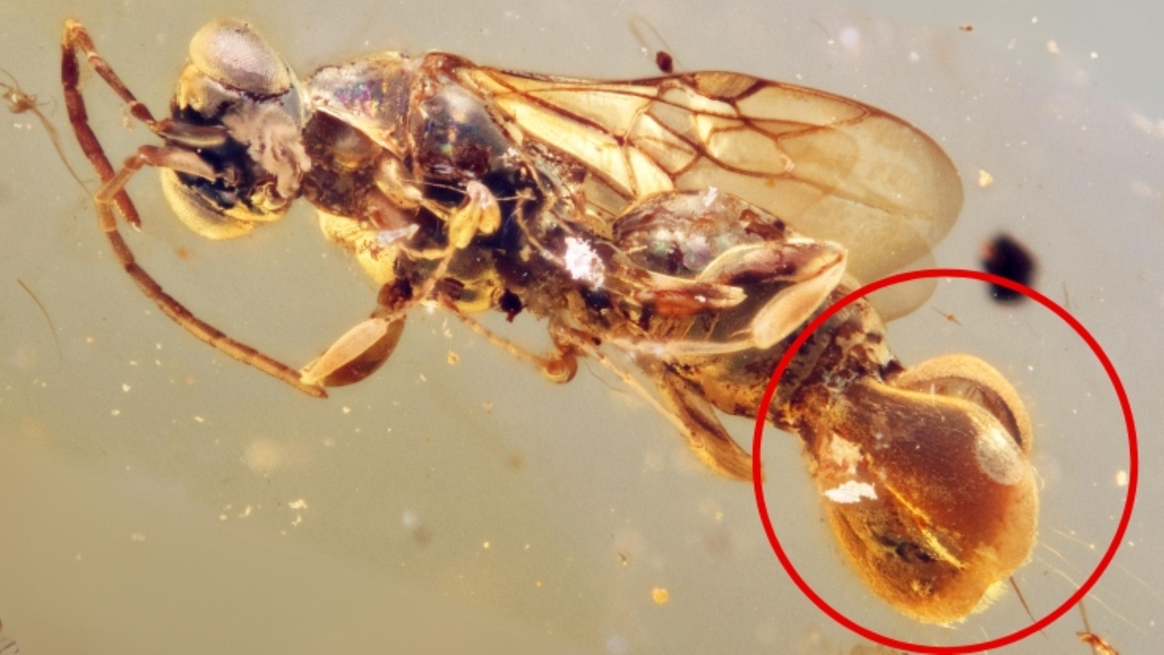 Ambra millenaria svela una nuova specie di vespa