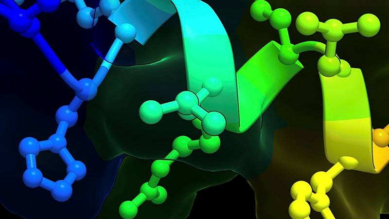 peptide BRP da 12 amminoacidi