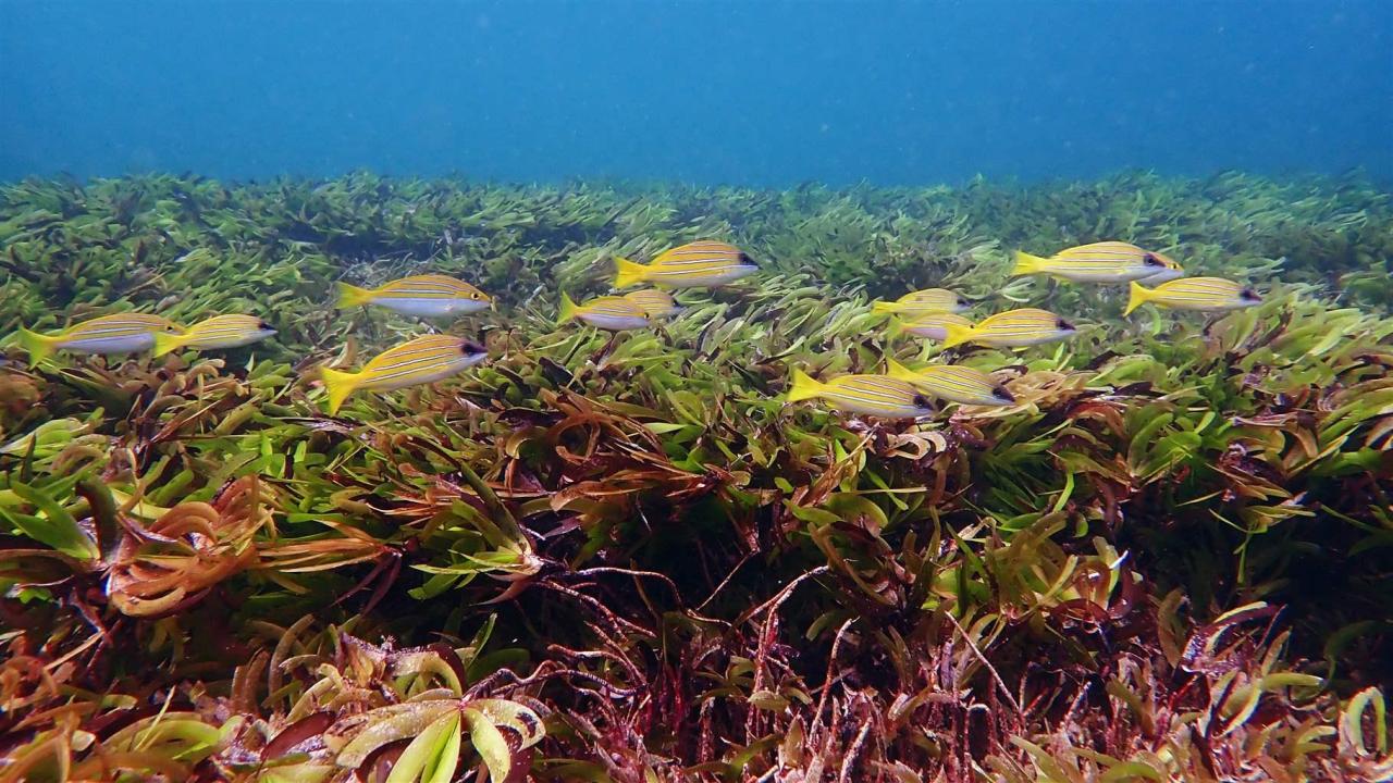praterie di fanerogame marine nell’Oceano Indiano