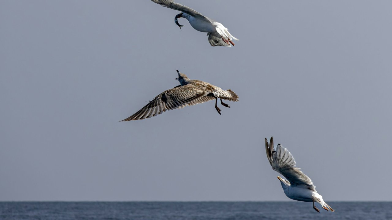 La scienza sta cambiando il futuro della fauna selvatica