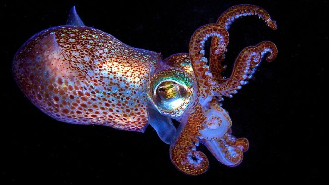 I calamari potrebbero trasformare il futuro dell’efficienza solare