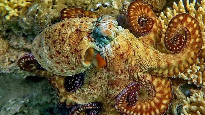 un polpo che cambia colore