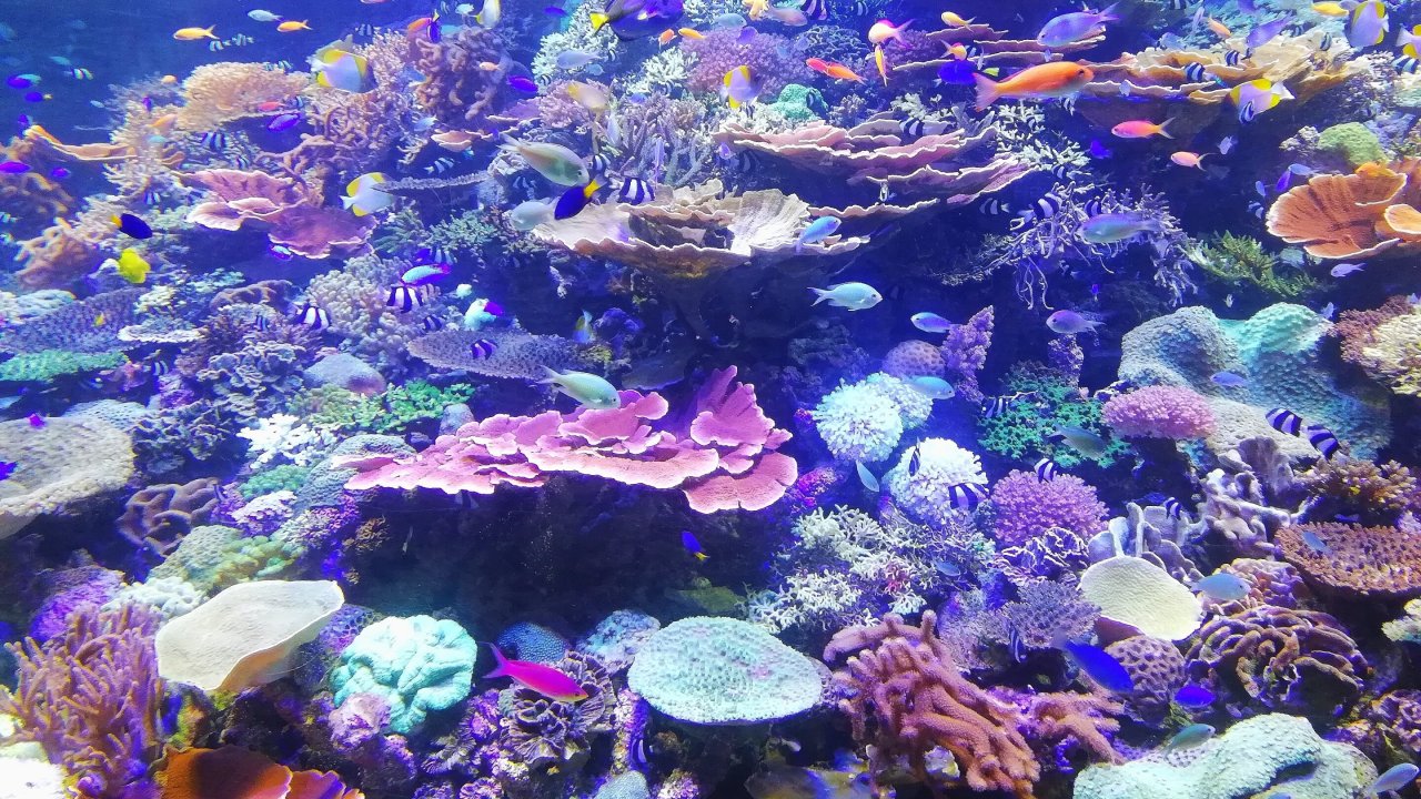 Barriere coralline: individuato il legame con la vita microbica