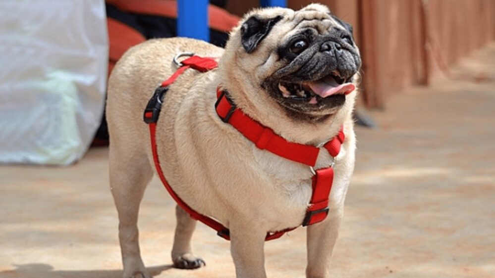 cambiano le preferenze dei proprietari di cani