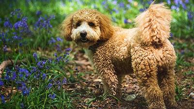 Una nuova tendenza ridefinisce le preferenze dei proprietari di cani