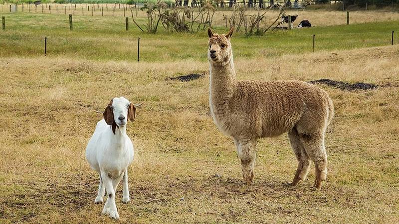 capra e alpaca