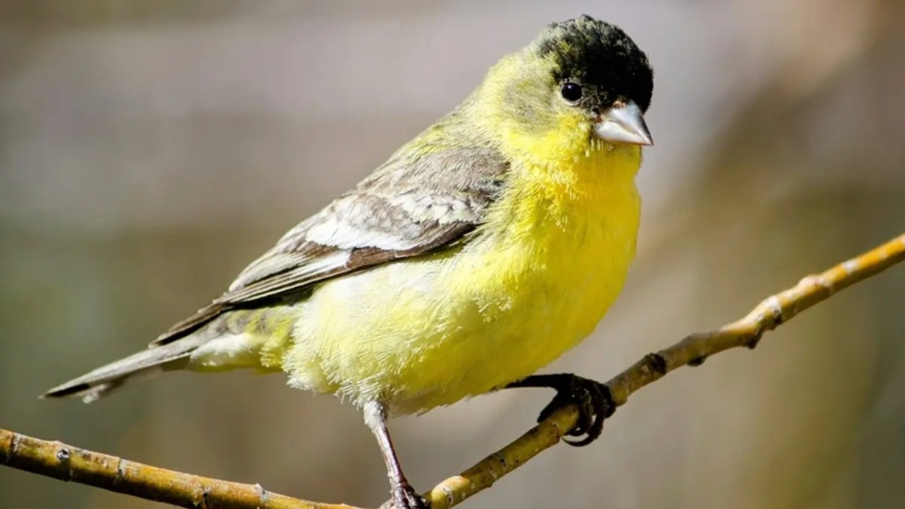 Fenomeni naturali straordinari: i cardellini cambiano habitat