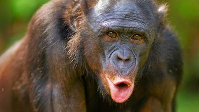 Individuata una somiglianza tra il linguaggio umano e la comunicazione dei bonobo