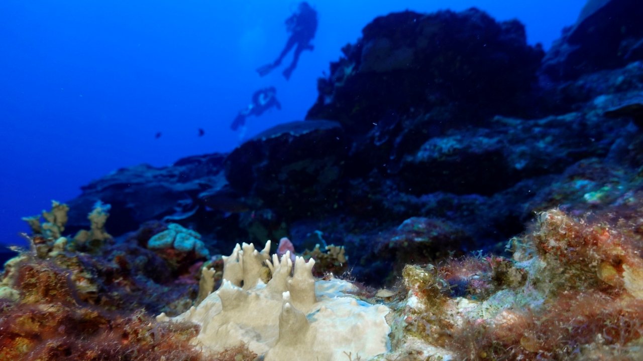 corallo sbiancato visibile al Flower Garden Banks National Marine Sanctuary