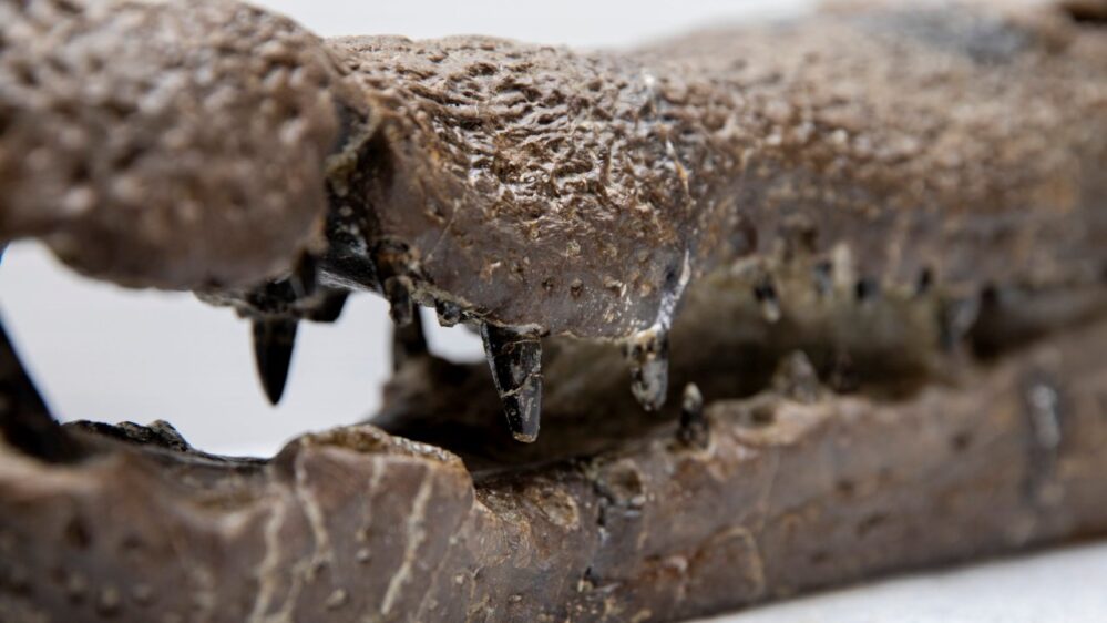 denti di un cranio fossile di Borealosuchus
