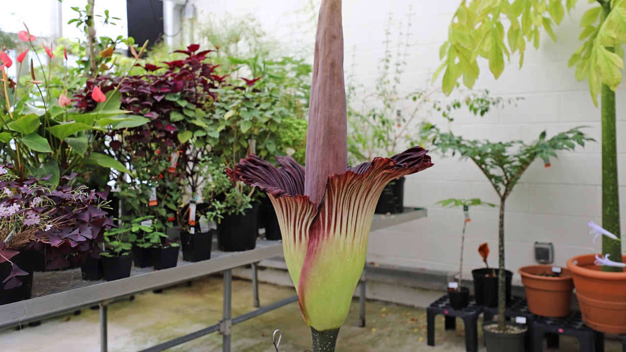 Fiore cadavere a rischio: emerge una nuova minaccia