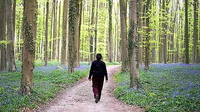 Stress e ansia trovano una risposta nella natura: i fiori come antidoto naturale