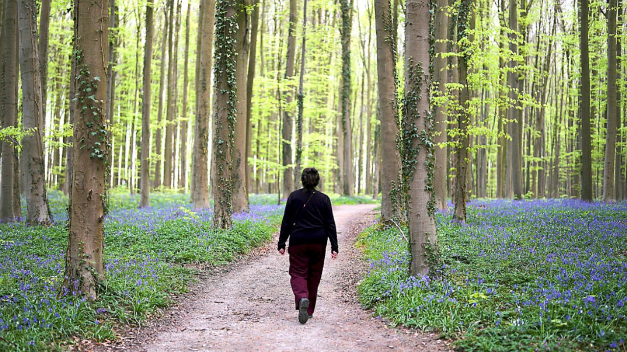 Stress e ansia trovano una risposta nella natura: i fiori come antidoto naturale