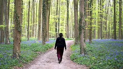 Stress e ansia trovano una risposta nella natura: i fiori come antidoto naturale