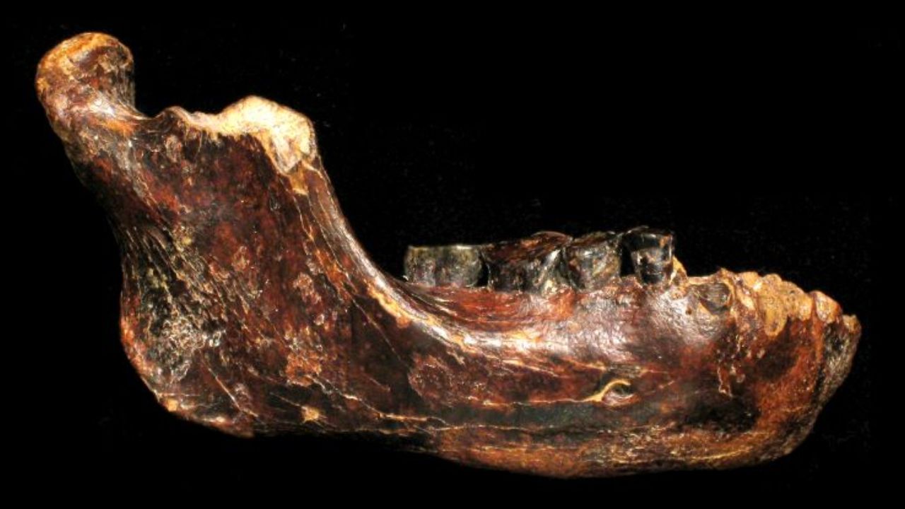 Un fossile ritrovato a Taiwan racconta i segreti dell’umanità primordiale