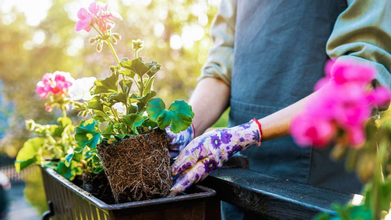 Il potere del giardinaggio: benessere nascosto nel verde