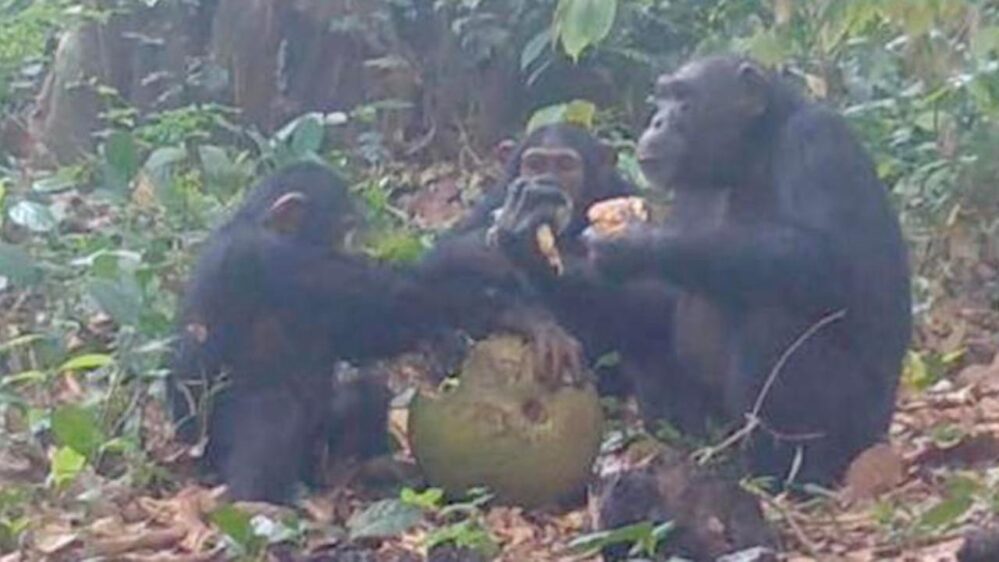 gli scimpanzé selvatici si nutrono di frutto del pane africano fermentato