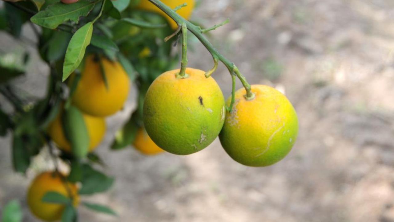 L’intelligenza artificiale sta affrontando la resistenza al trattamento degli agrumi