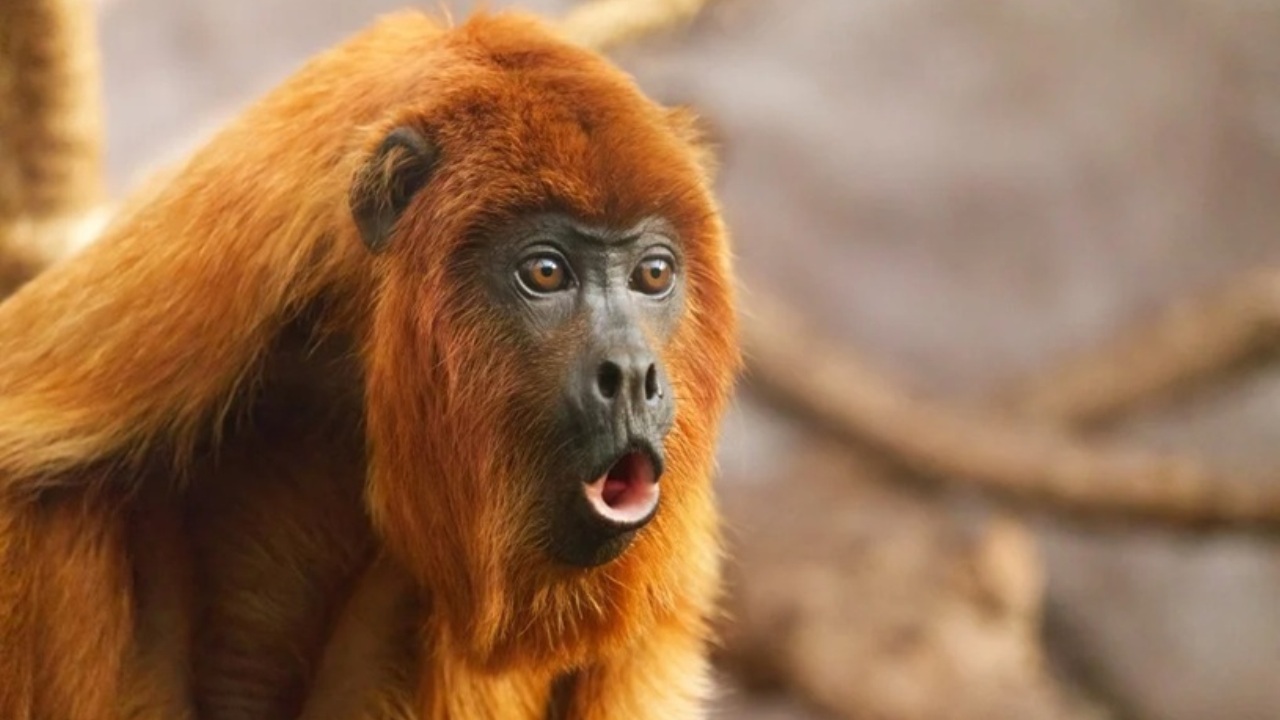 Le scimmie superano gli esseri umani nello jodel: scoperta nuova abilità dei primati