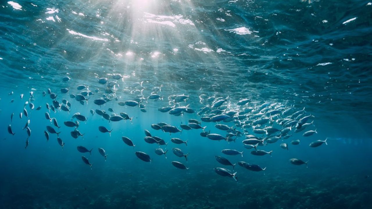 L’intelligenza artificiale trasforma lo studio degli oceani riducendo i tempi di calcolo