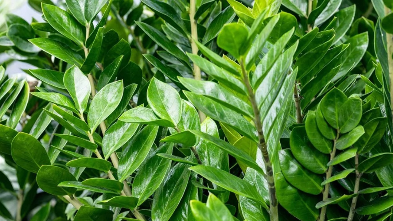 Stress nelle piante: individuati i meccanismi di comunicazione basati sulla pressione negativa