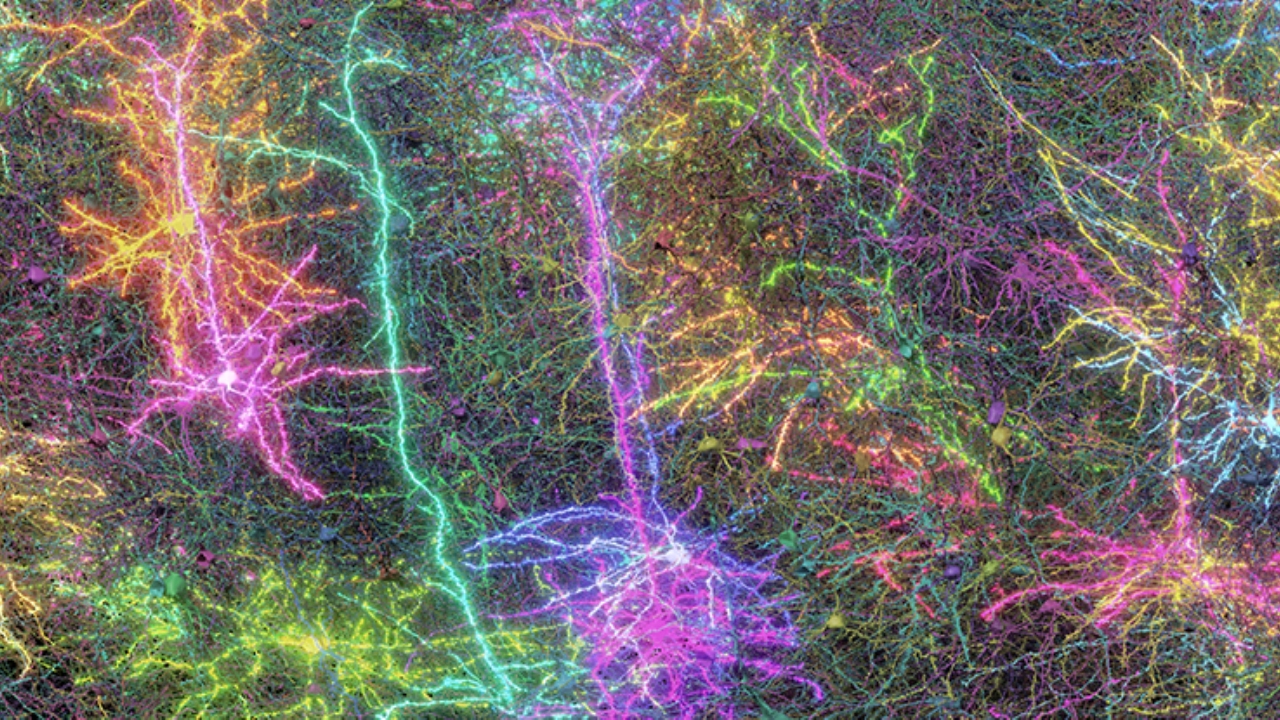 Svelato frammento di cervello di topo: una mappatura straordinaria