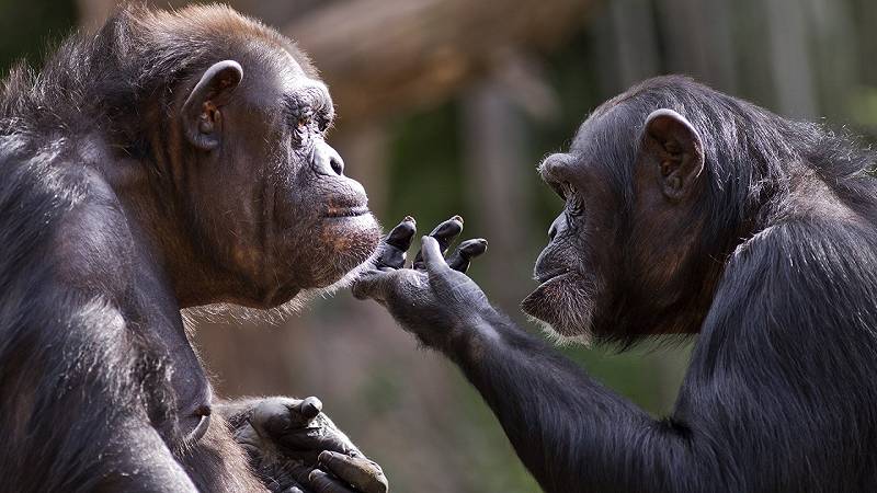 scimpanzé selvatici