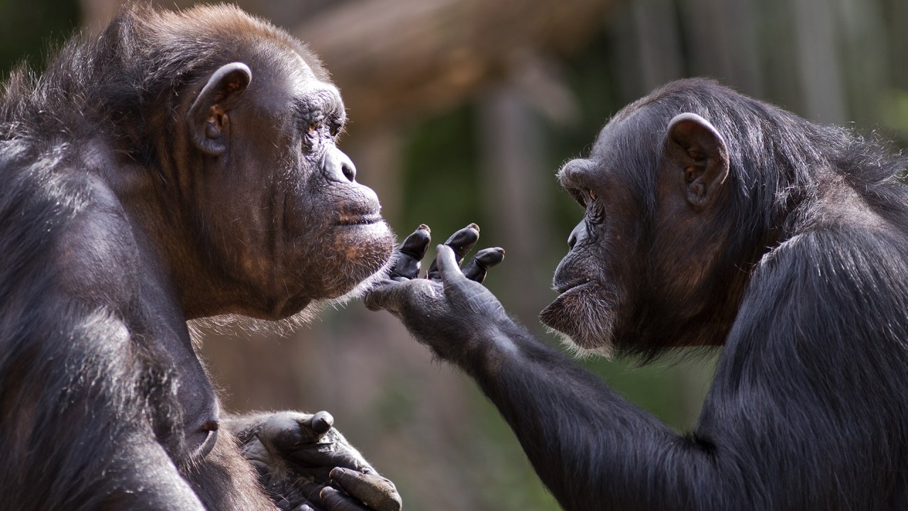 Una scoperta sorprendente mostra un lato inedito degli scimpanzé selvatici