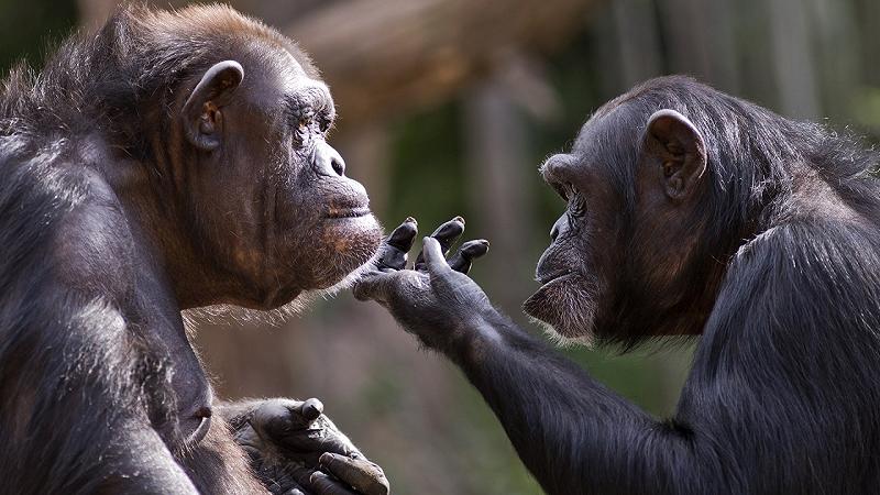 scimpanzé selvatici