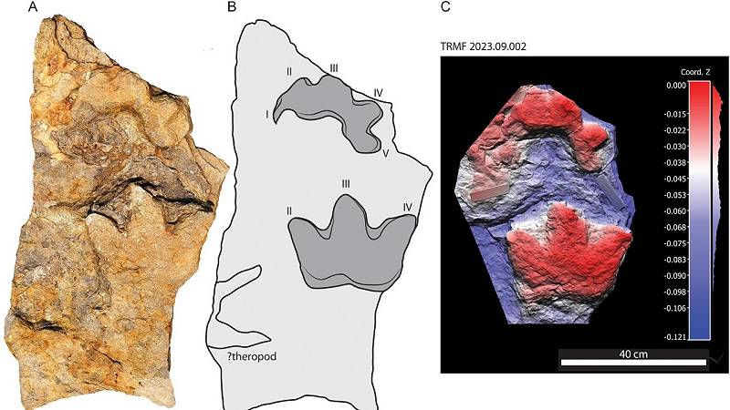 tracce di una clava di Ruopodosaurus rinvenute a Wolverine River