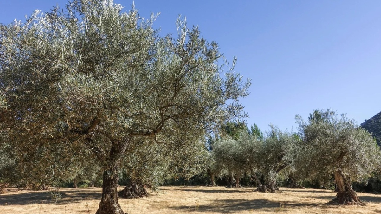 Parchi solari in espansione: una sfida per gli ulivi secolari in Spagna