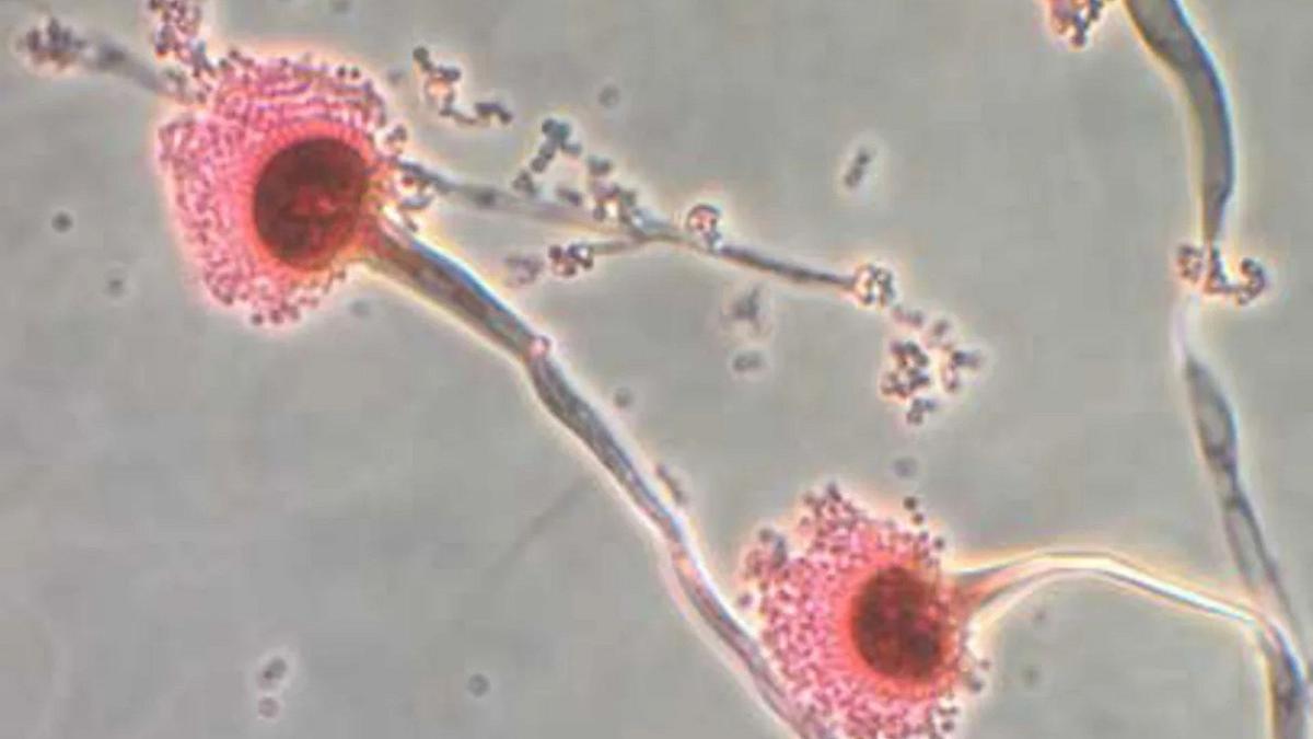 I funghi Aspergillus si espandono con il riscaldamento globale: più infezioni e minacce alla sicurezza alimentare