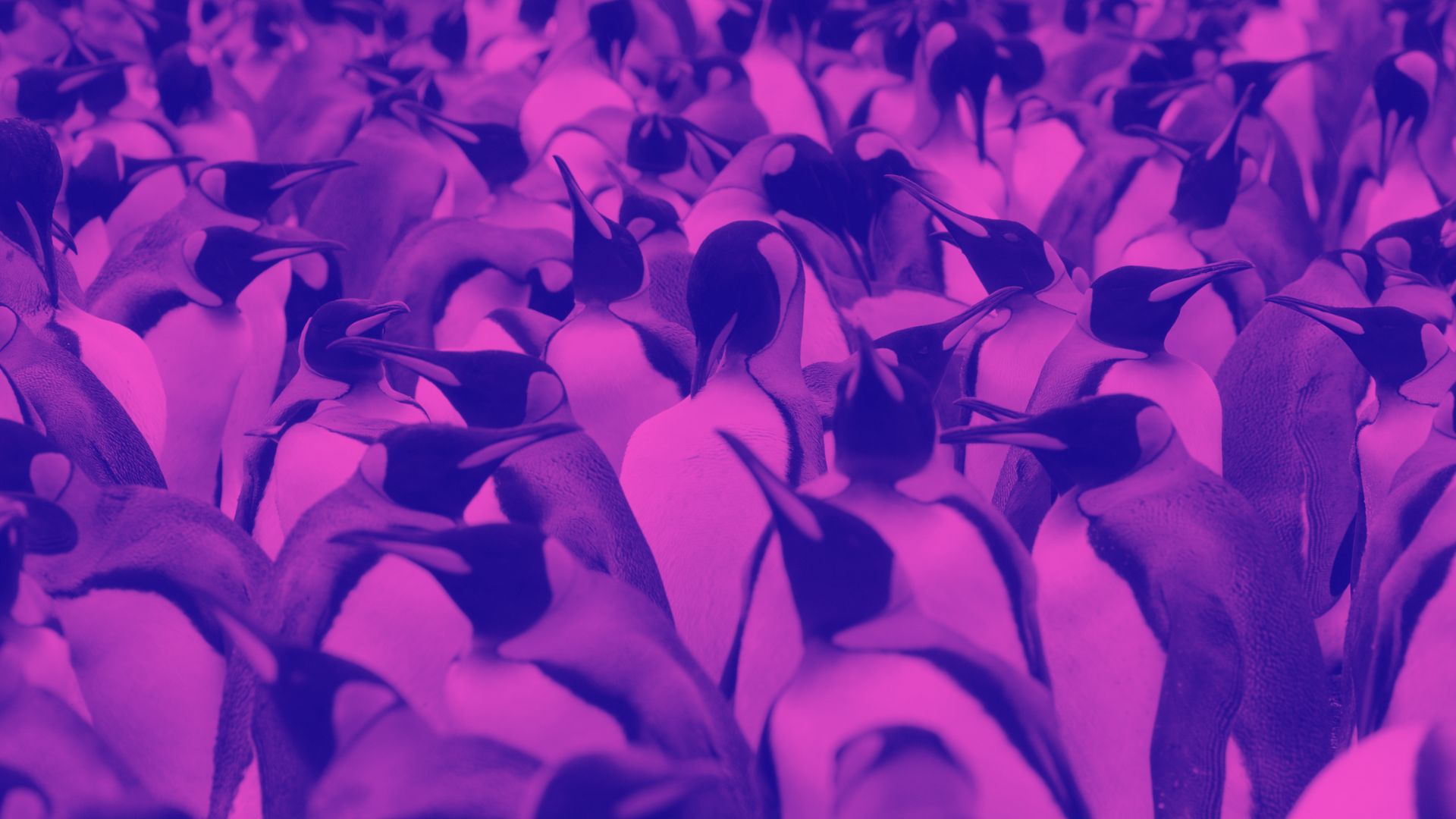 L’inaspettato ruolo del guano dei pinguini nel mantenere fredda l’Antartide