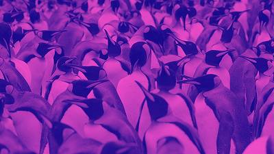 L’inaspettato ruolo del guano dei pinguini nel mantenere fredda l’Antartide