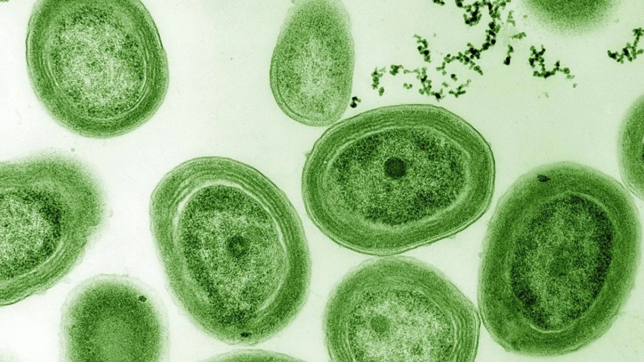 Indizi sull’evoluzione della fotosintesi rivelati da un nanodispositivo rivoluzionario