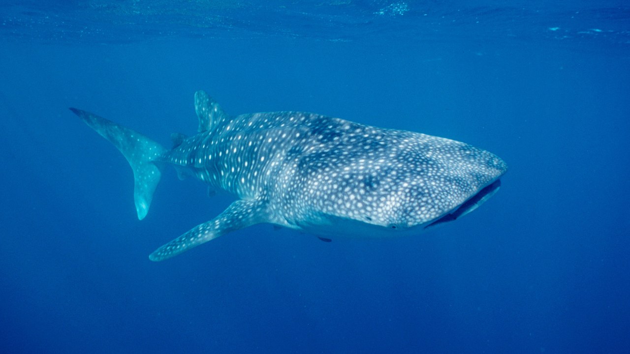 La strategia inaspettata dei cuccioli di squalo balena: sopravvivere con poco ossigeno