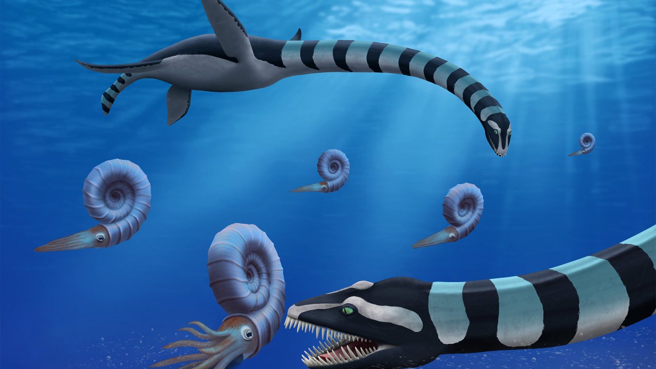 Scoperta una nuova specie di plesiosauro: un enigma di 85 milioni di anni è stato risolto