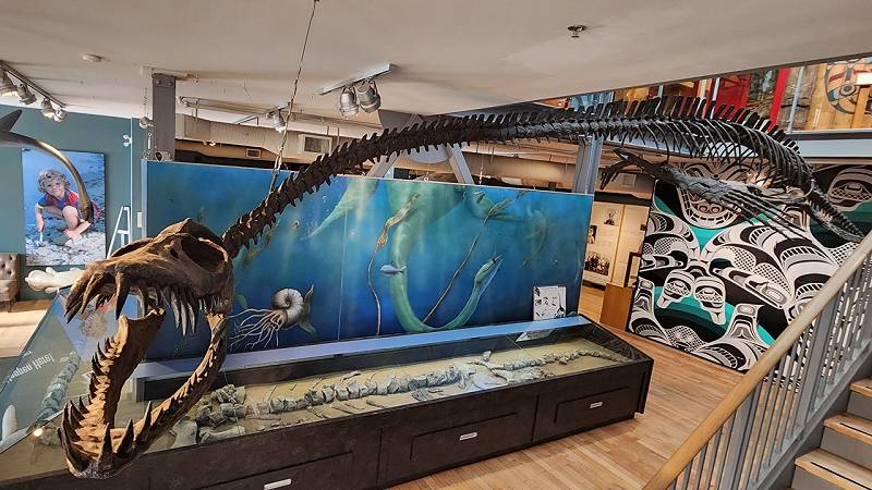esposizione museale di Traskasaura