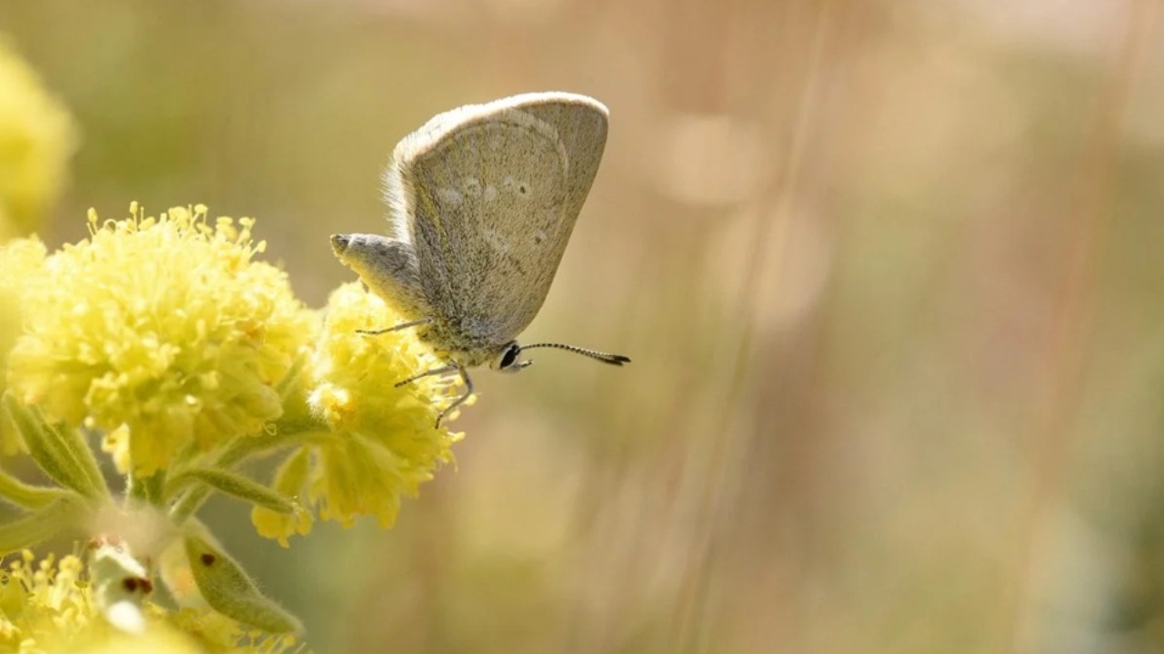 Una nuova specie di farfalla emerge dopo 40.000 anni di isolamento