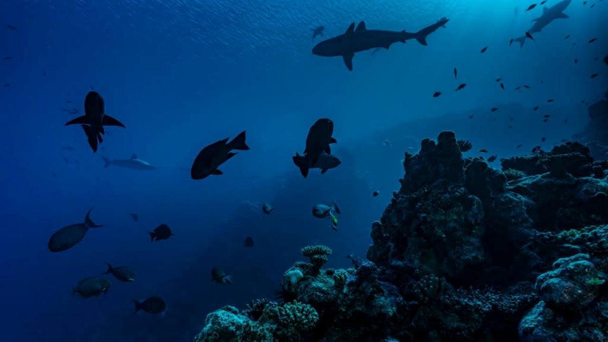 Abissi inesplorati: la sorprendente realtà dei fondali oceanici