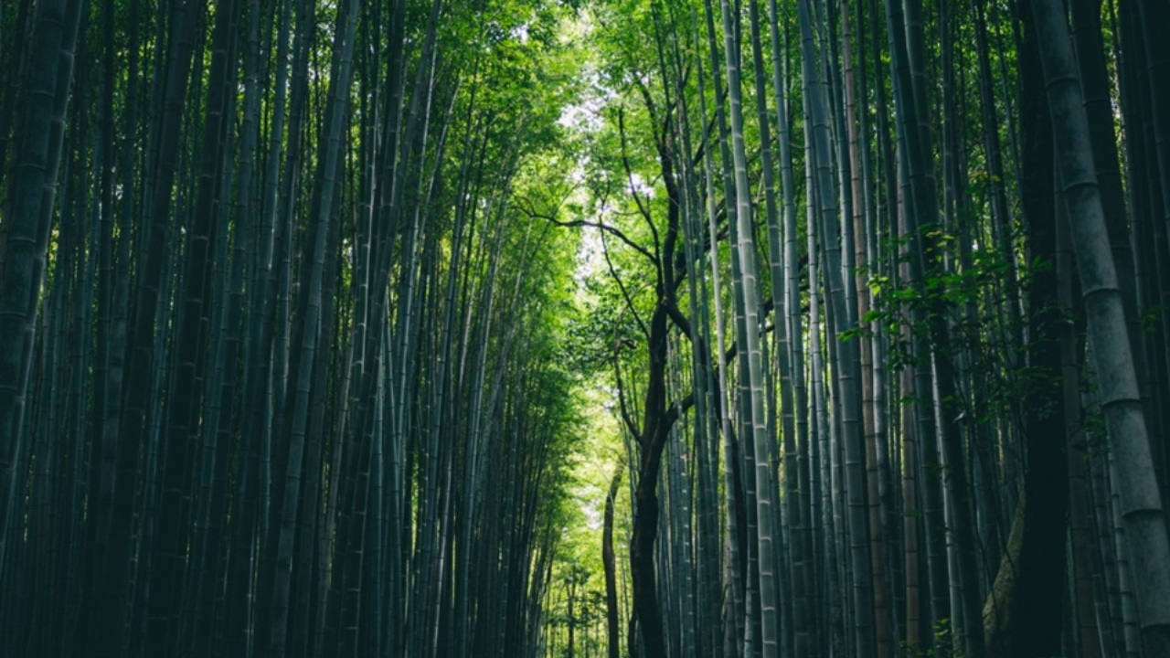 La natura incontra l’innovazione: come l’intelligenza artificiale sta salvando le foreste