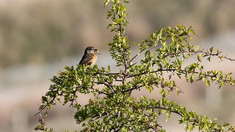 i saltimpali sono tra le specie di uccelli che ora si possono trovare sulle Howgill Fells grazie all'iniziativa di piantumazione di alberi