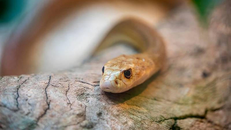 il taipan costiero è una specie di serpente estremamente velenoso